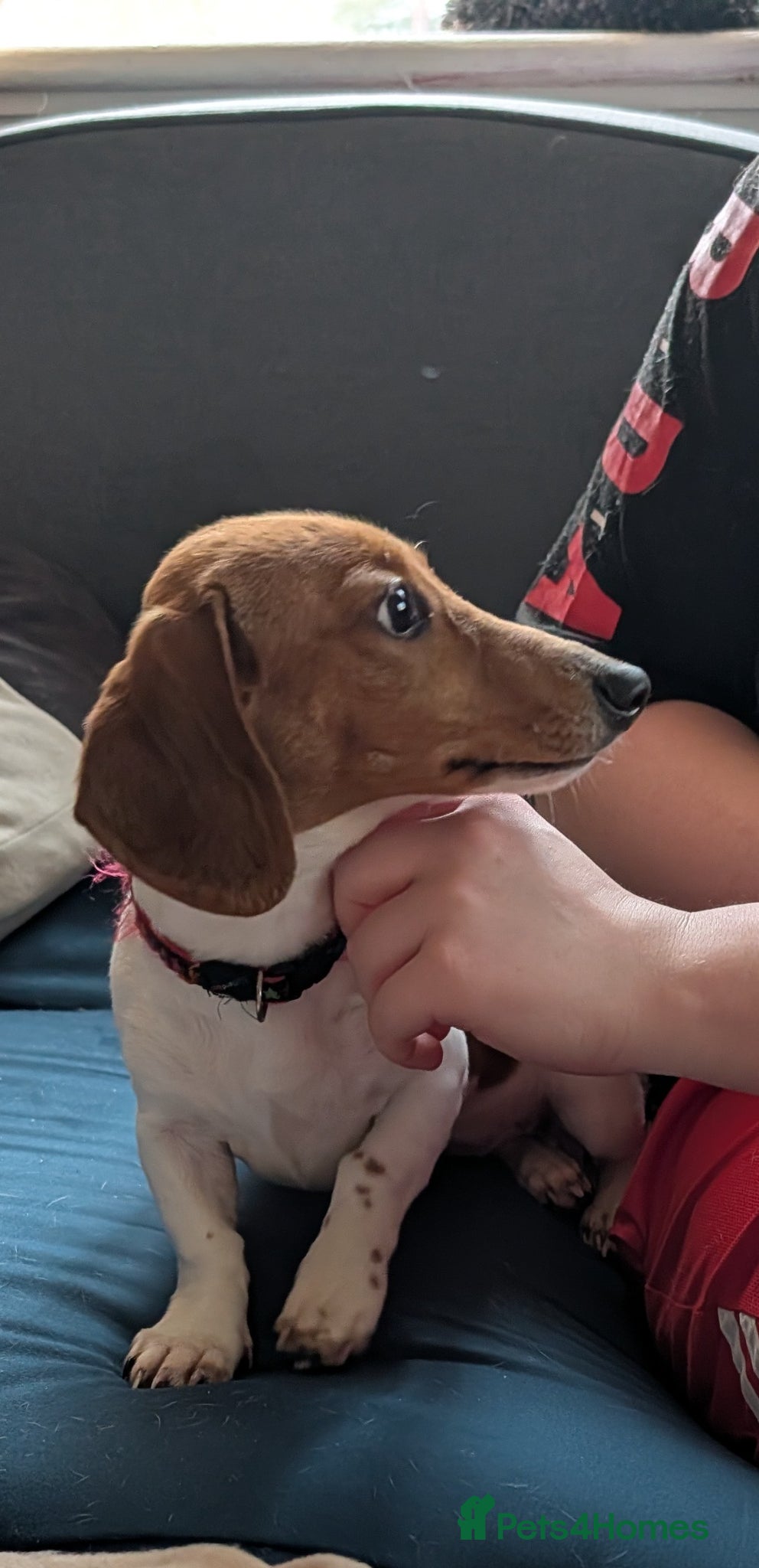 Miniature Dachshund dogs Miniature dachshund  - Advert 2