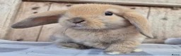 Mini Lop rabbits for sale: Mini lop girls  - Advert 2
