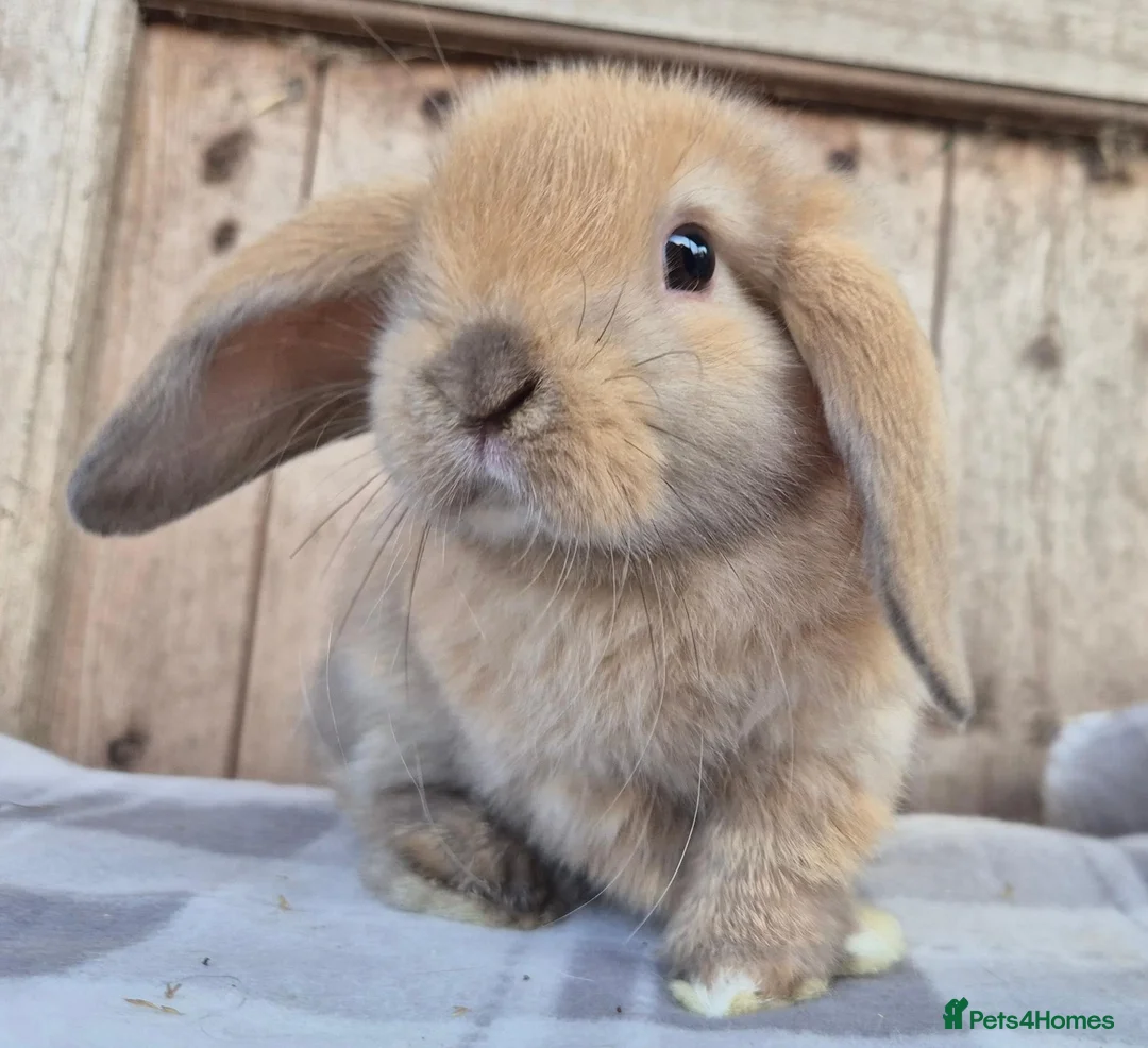 Mini Lop rabbits for sale: Mini lop girls  - Advert 2