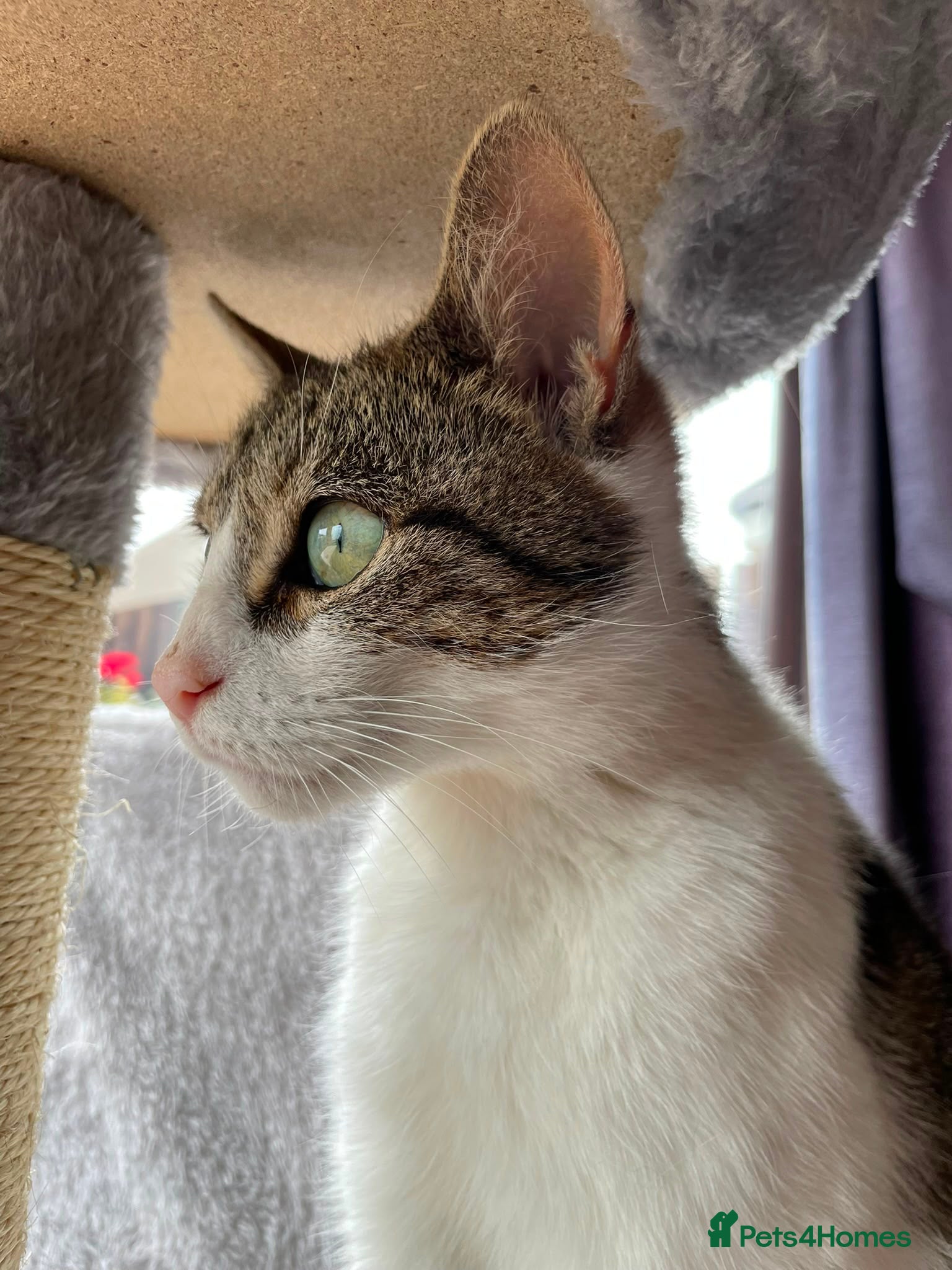 Mixed Breed cats Rescue cat in need of new home, Mamma Mia - Advert 1