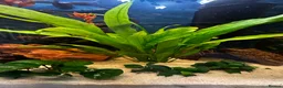 Other/Mixed Breed fish for sale: Aqua one fish tank 159l- no scratches - Advert 14