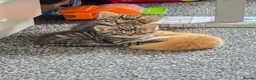 Mixed Breed cats for sale: Kittens 2x twins available end of june  - Advert 2