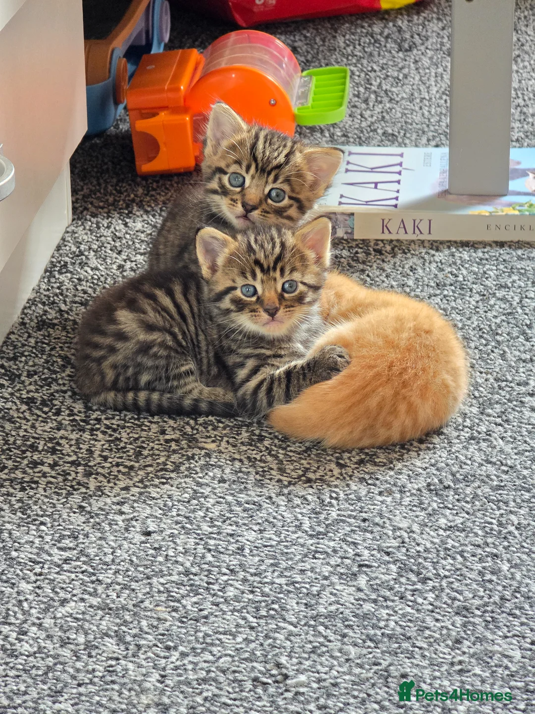 Mixed Breed cats for sale: Kittens 2x twins available end of june  - Advert 2