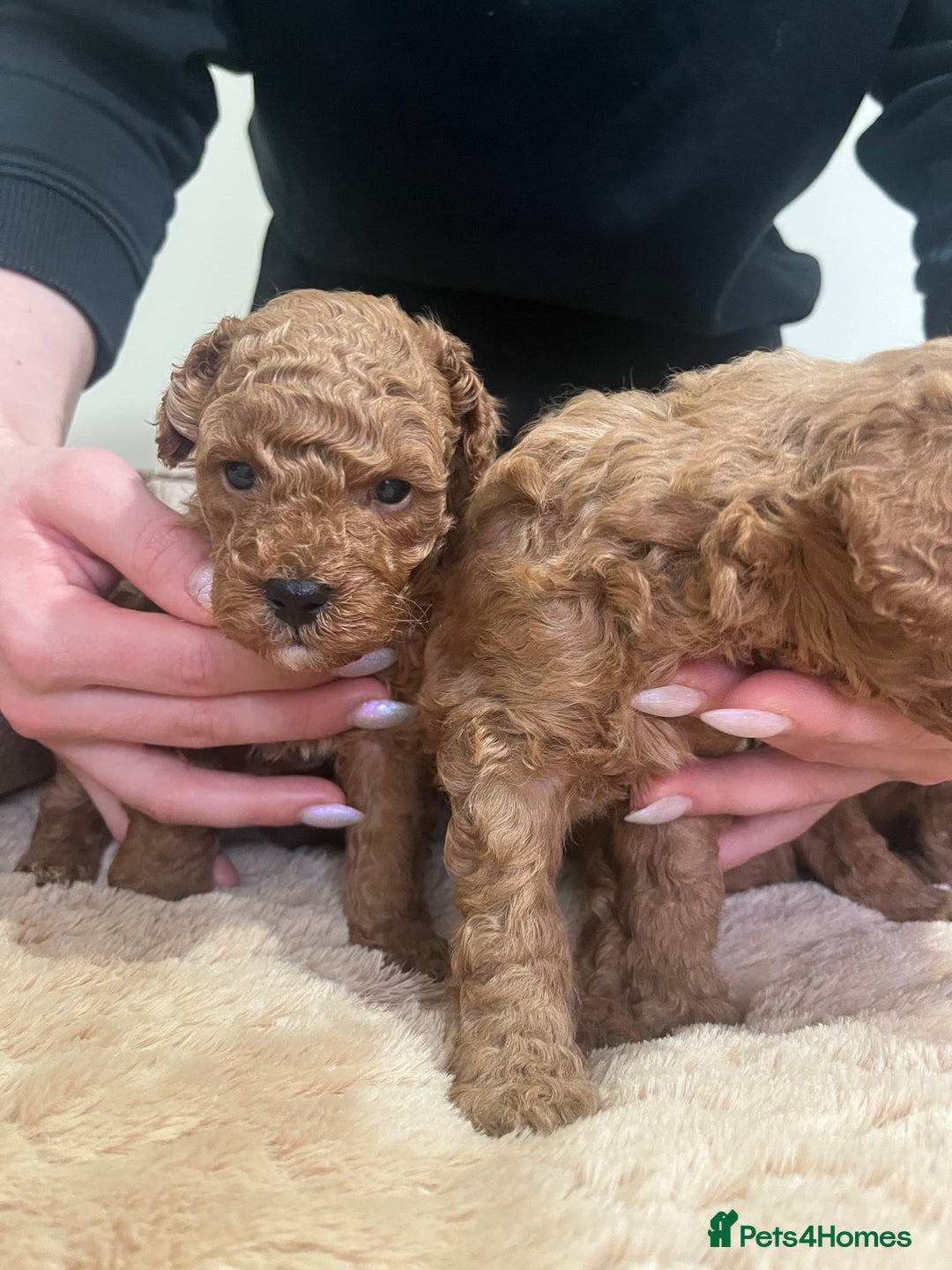 Toy Poodle dogs for sale: Pure toy poodle pups - Advert 6