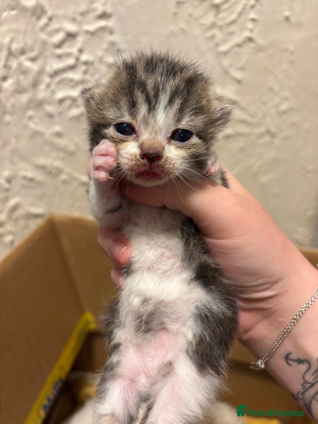 Mixed Breed cats for sale: British shorthair cross kittens - Image 16