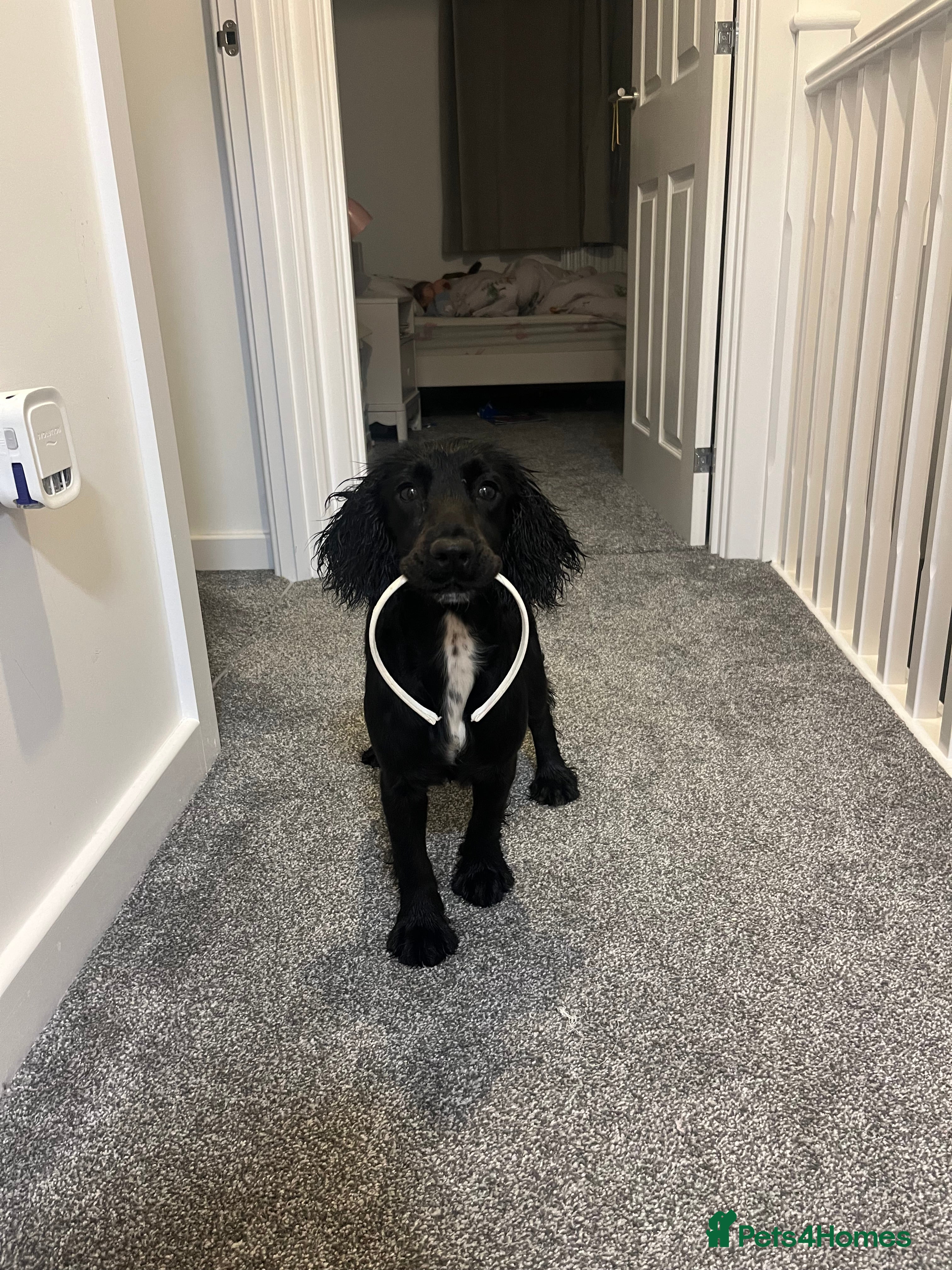 Cocker Spaniel dogs Rosie - One Year Old - Advert 2