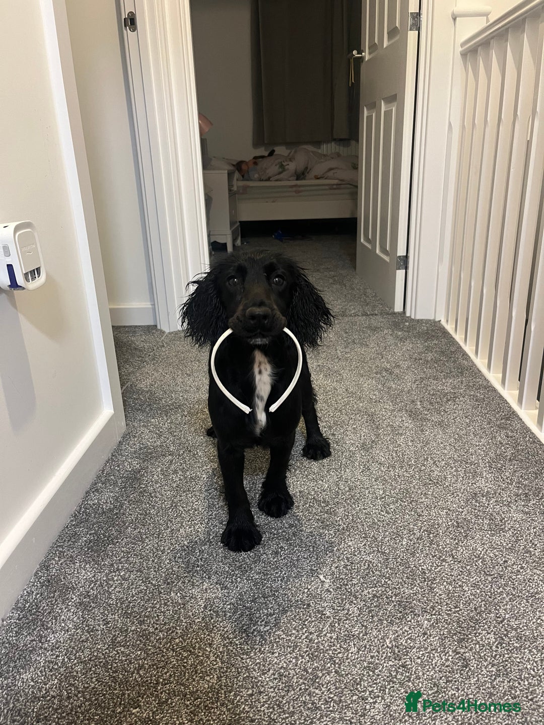 Cocker Spaniel dogs for sale: Rosie - One Year Old - Advert 1