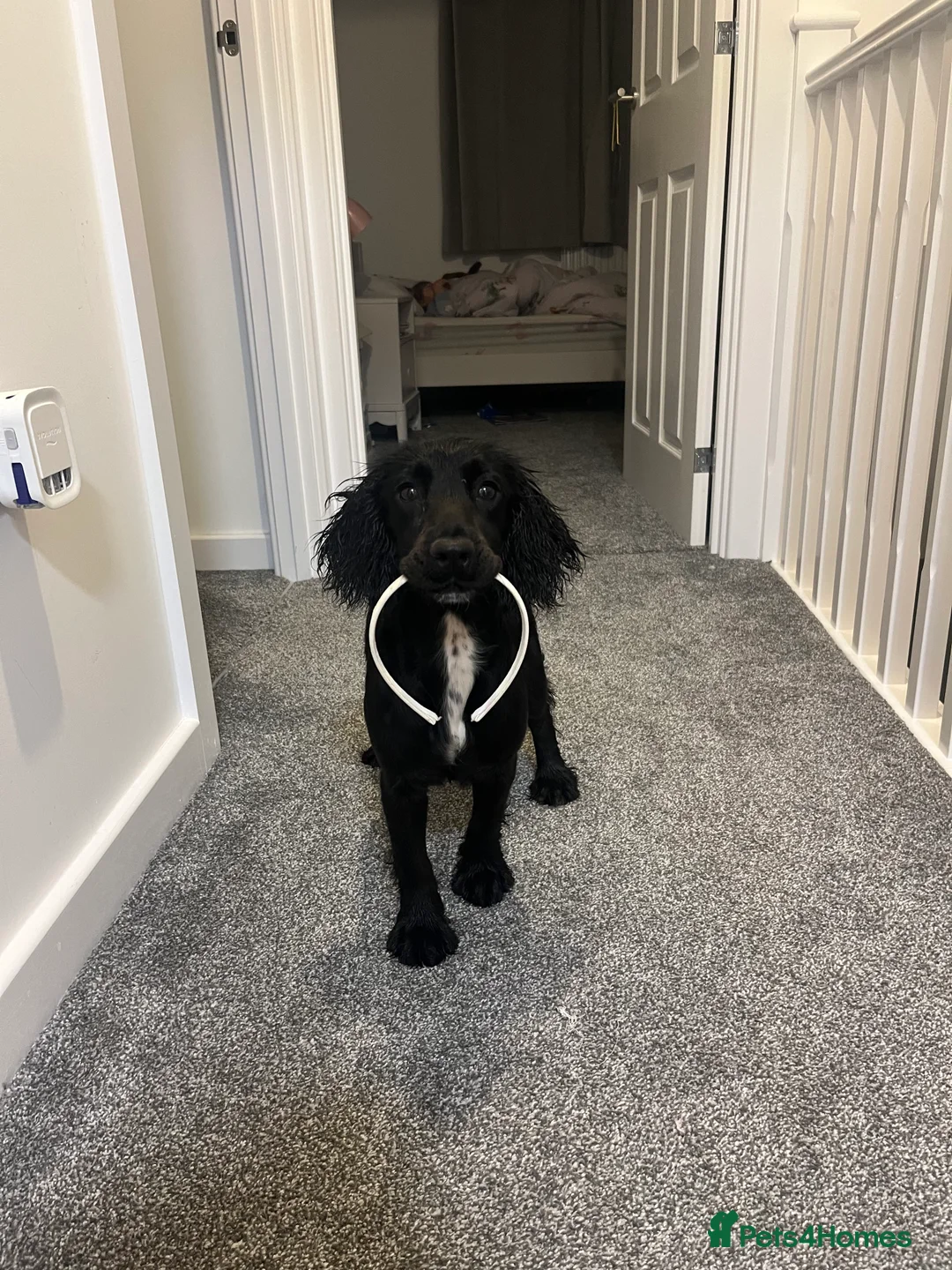 Cocker Spaniel dogs for sale: Rosie - Two Years Old - Advert 1