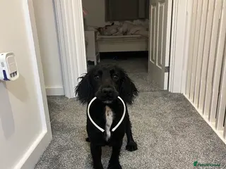 Cocker Spaniel dogs Rosie - Two Years Old - Advert 12