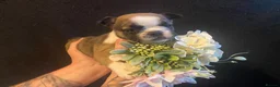 French Bulldog dogs for sale: EXCEPTIONAL LITTER OF FRENCH BULLDOG PUPPIES - Advert 1