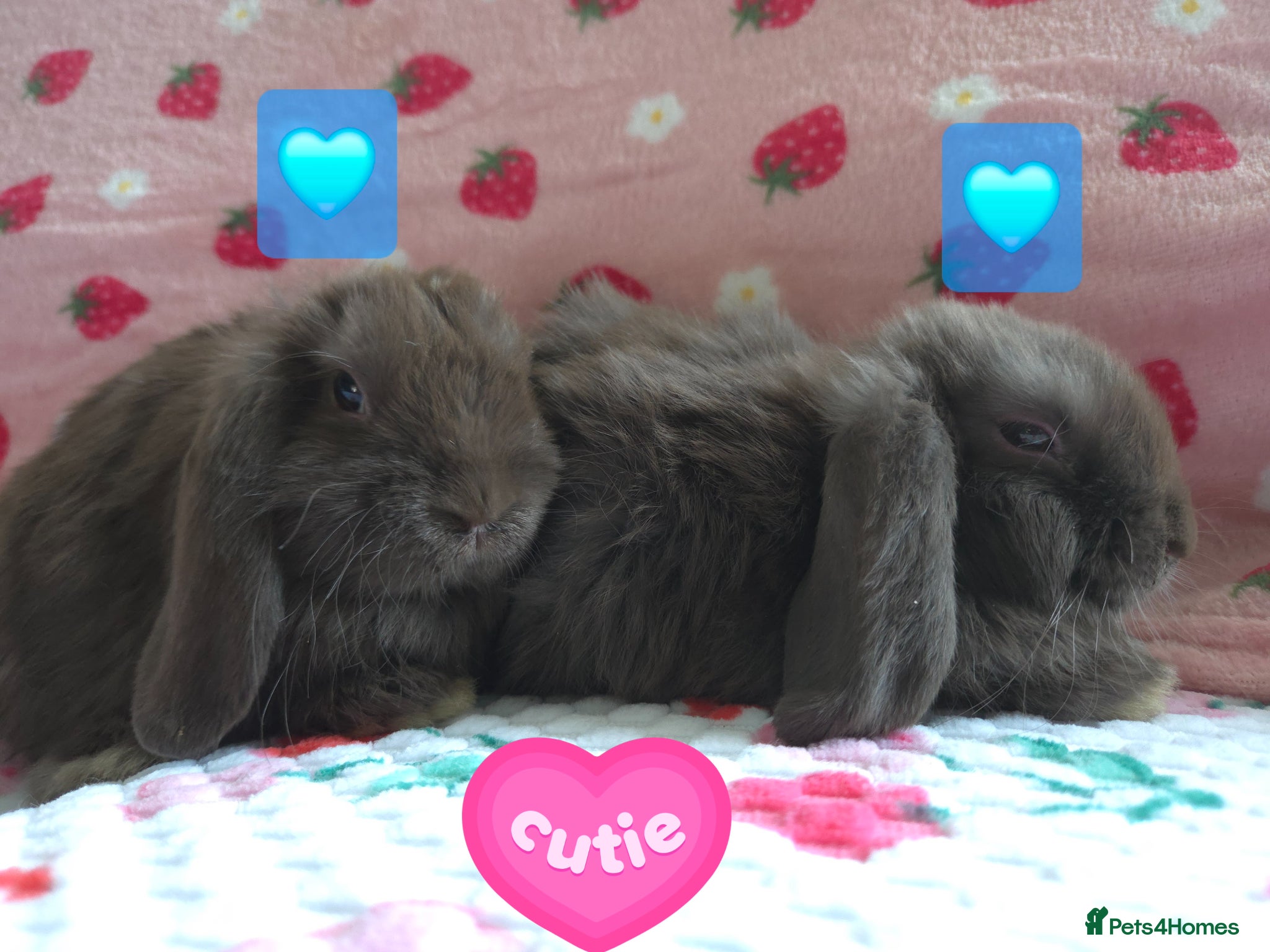 Mini Lop rabbits Very tame Choc Mini lop ☆last 2 boys - Advert 1