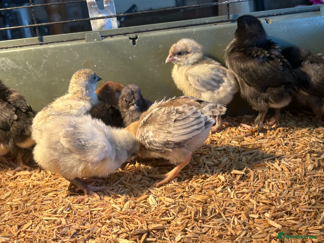 Chickens poultry for sale: Pekin silkies silver French maranssliverWyandotte  - Advert 5