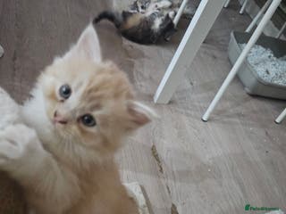 Persian cats Last kitten, Persian Adorable fluffy kittens - Advert 20