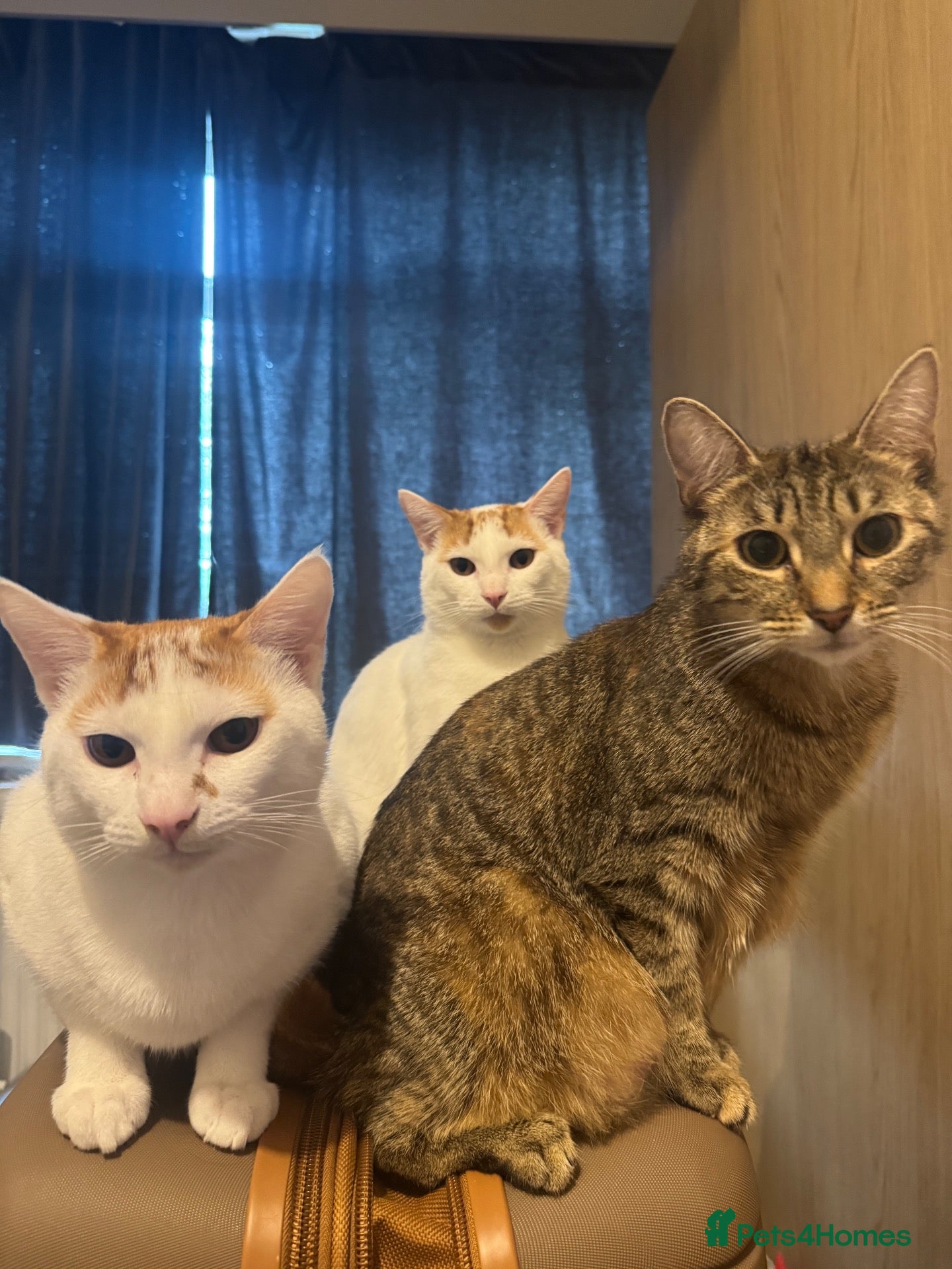 Mixed Breed cats CATS FOR FREE - Advert 3