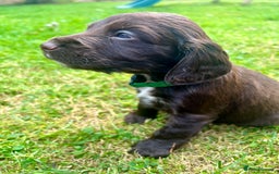 Cocker Spaniel dogs for sale: KC Registered Working Cocker Spaniel Puppies - Image 13