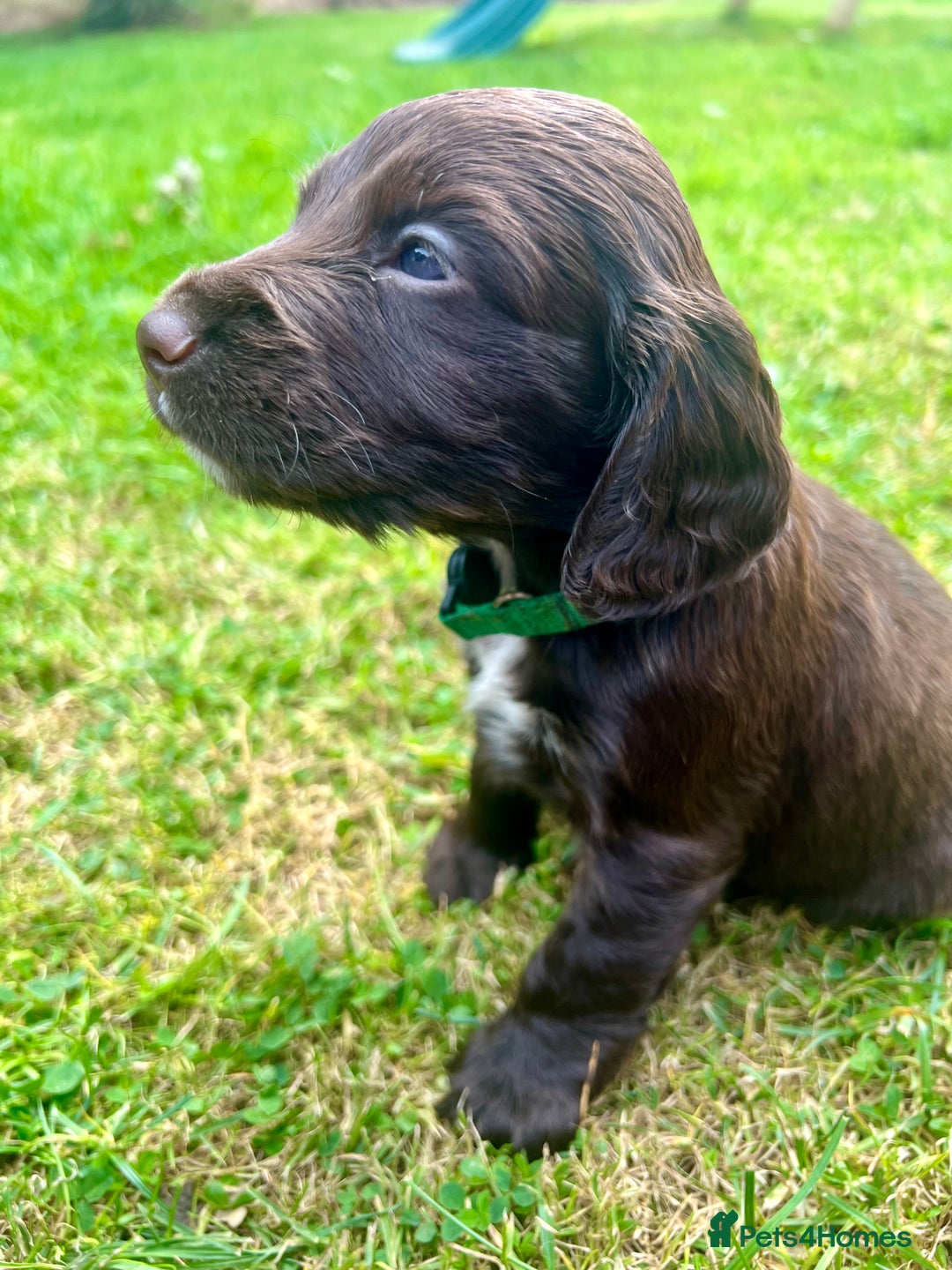 Cocker Spaniel dogs for sale: KC Registered Working Cocker Spaniel Puppies - Image 13