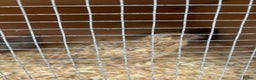 Quail poultry for sale: Coturnix Quail - Advert 2