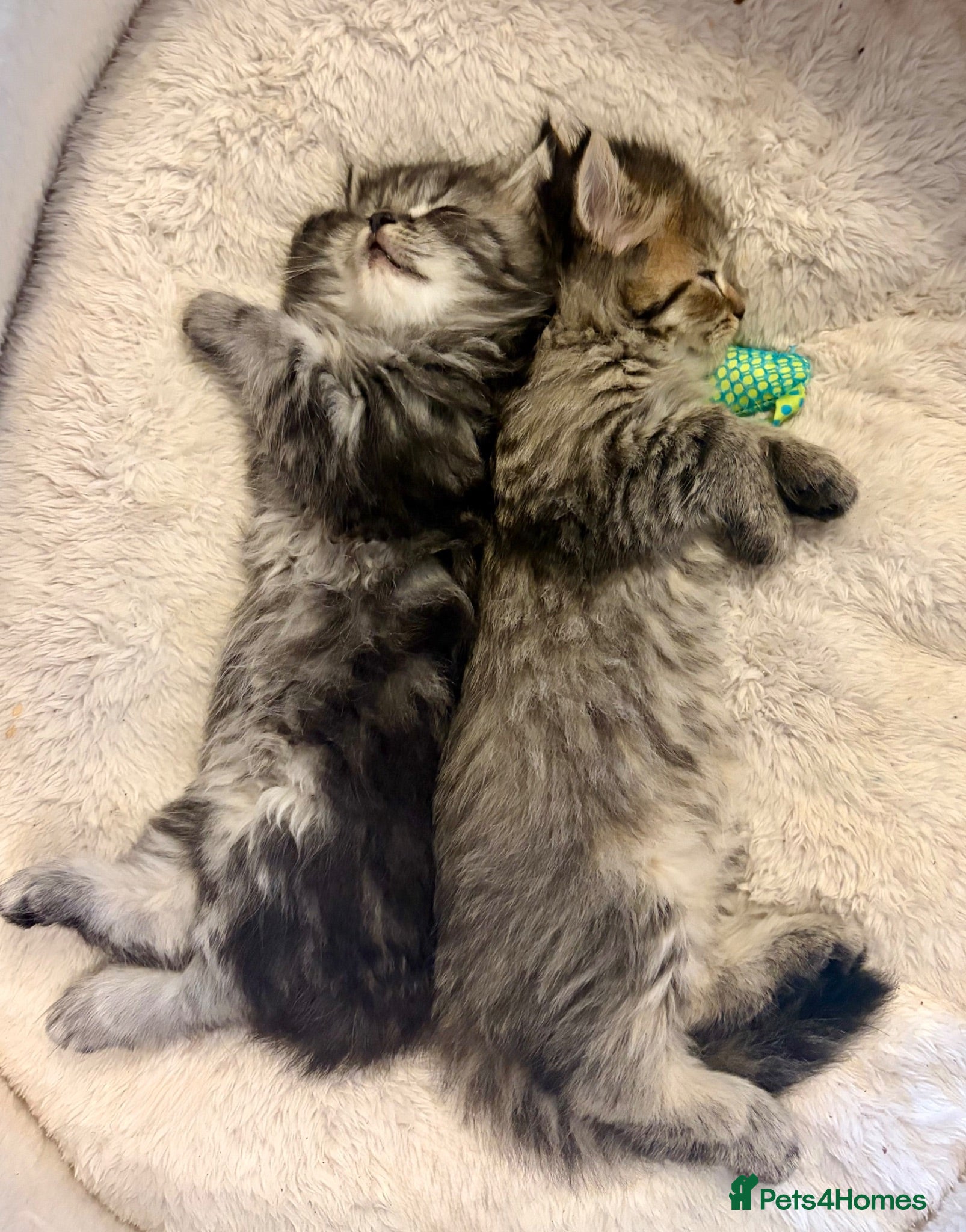 Perdoll cats beautiful fluffy persian cross ragdoll kittens - Advert 2