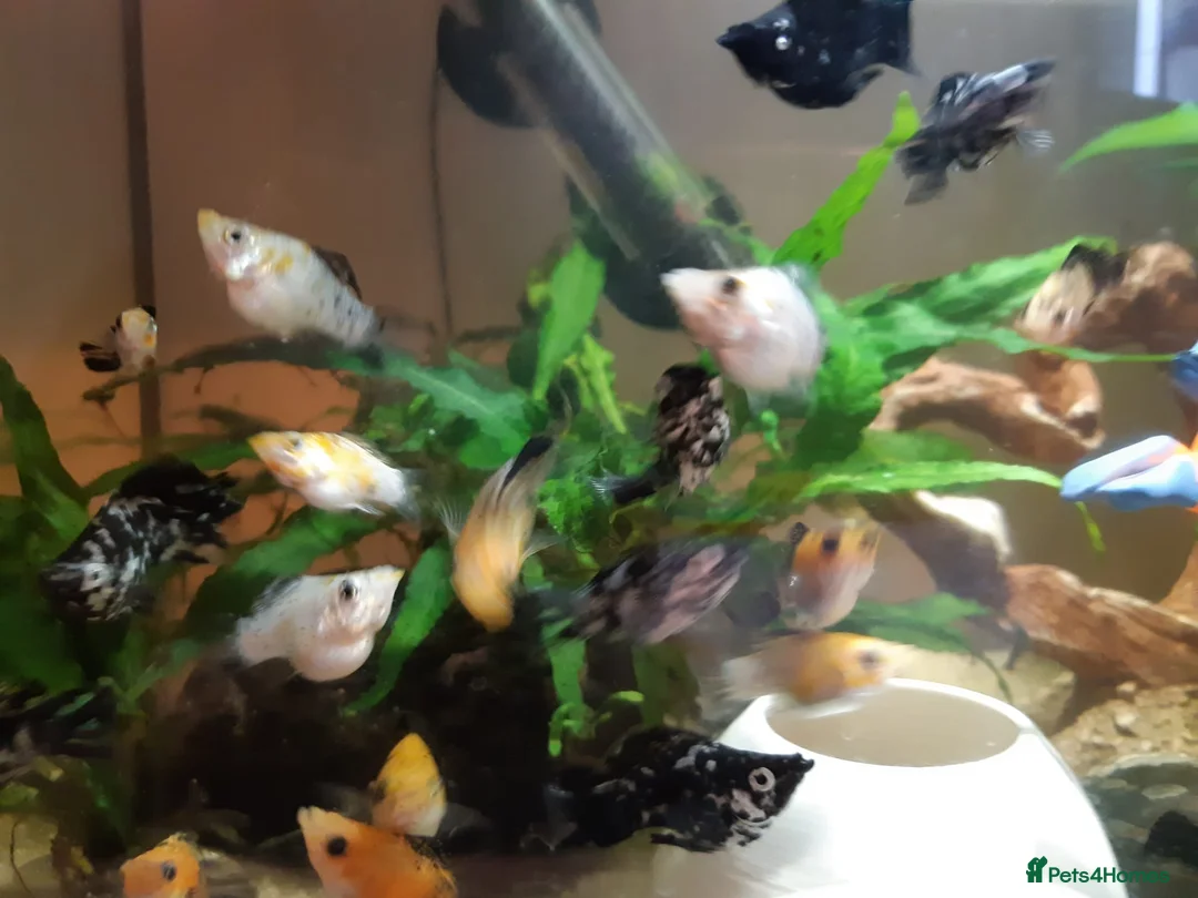 Mollies fish for sale: Balloon Mollies Tropical Fish. Colour Mix.  in Fleet - Advert 7