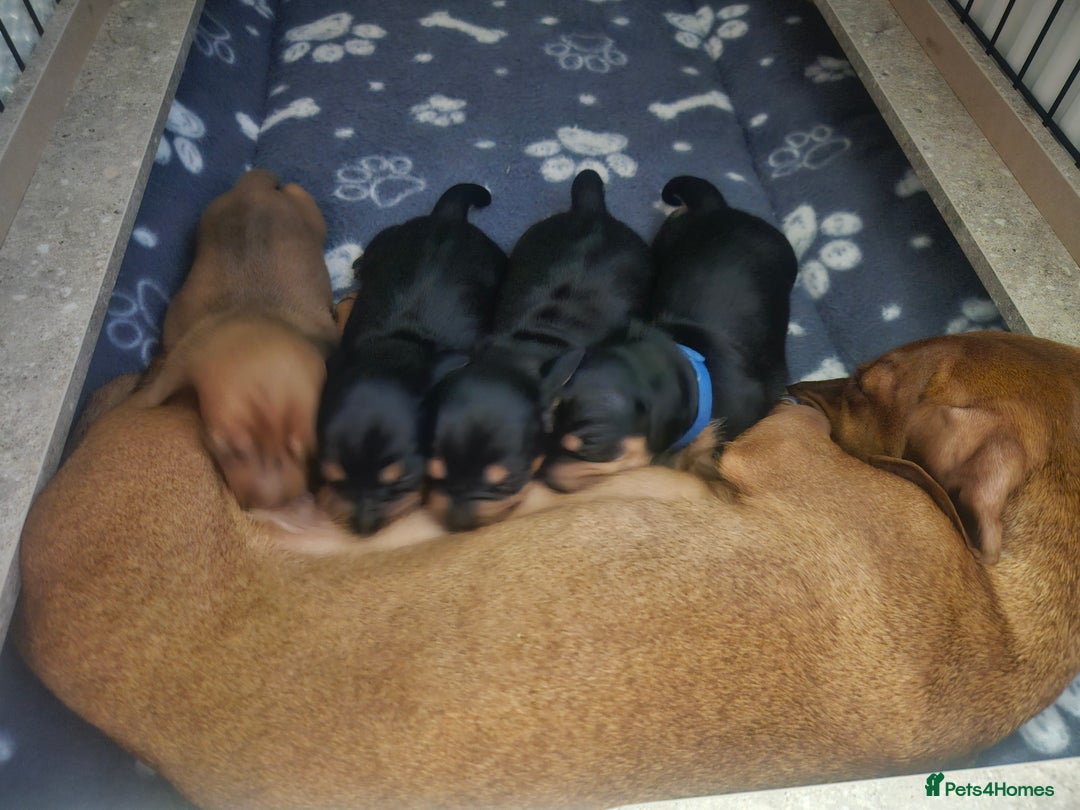 Dachshund dogs for sale: Beautiful Miniature Dachshund - Advert 27