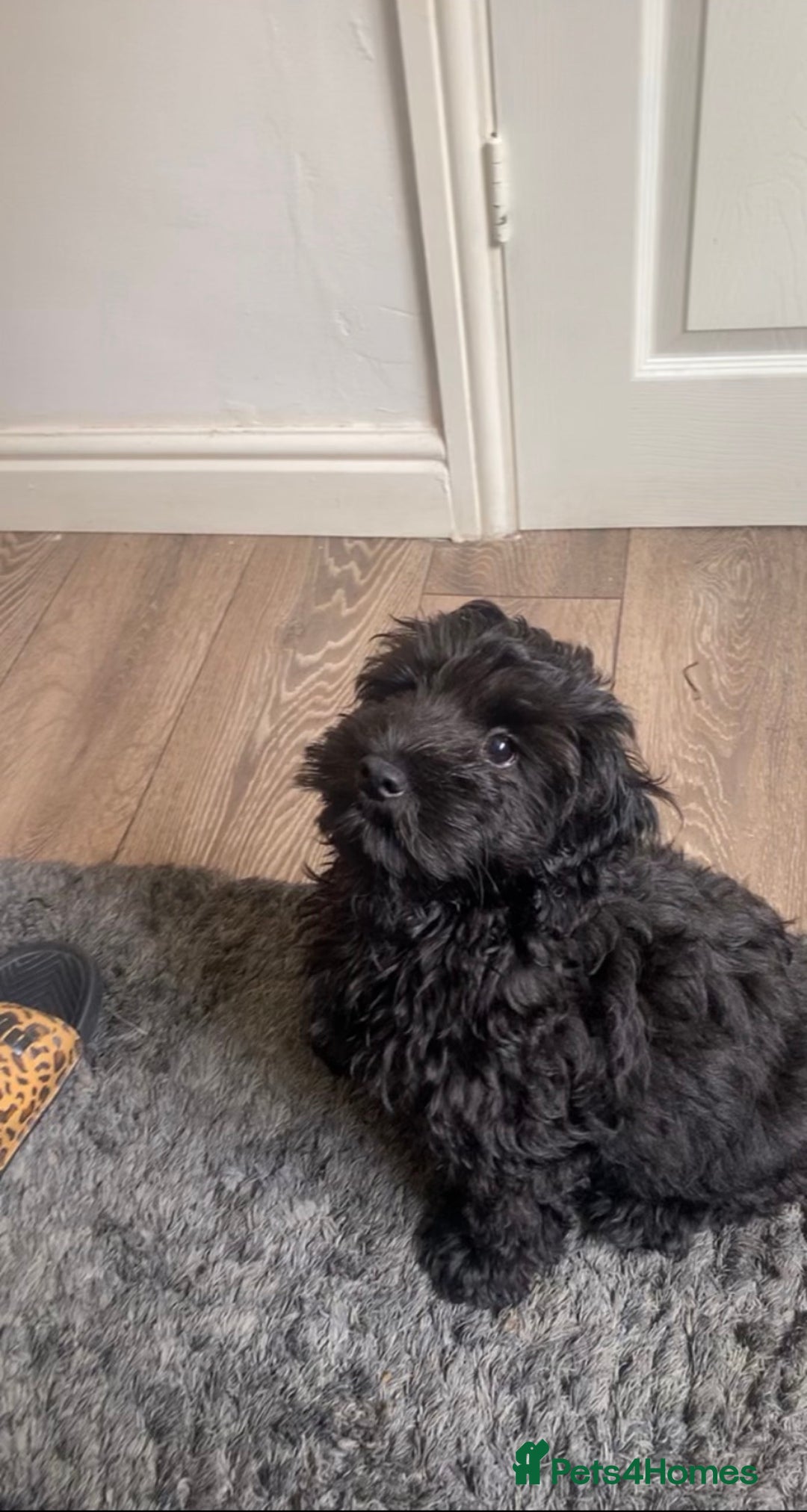 Mixed Breed dogs for stud: 3 year old F1 Cockapoo - STUD - Advert 1
