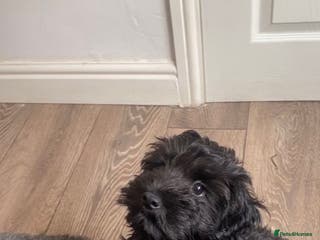 Mixed Breed dogs 3 year old F1 Cockapoo - STUD - Advert 3
