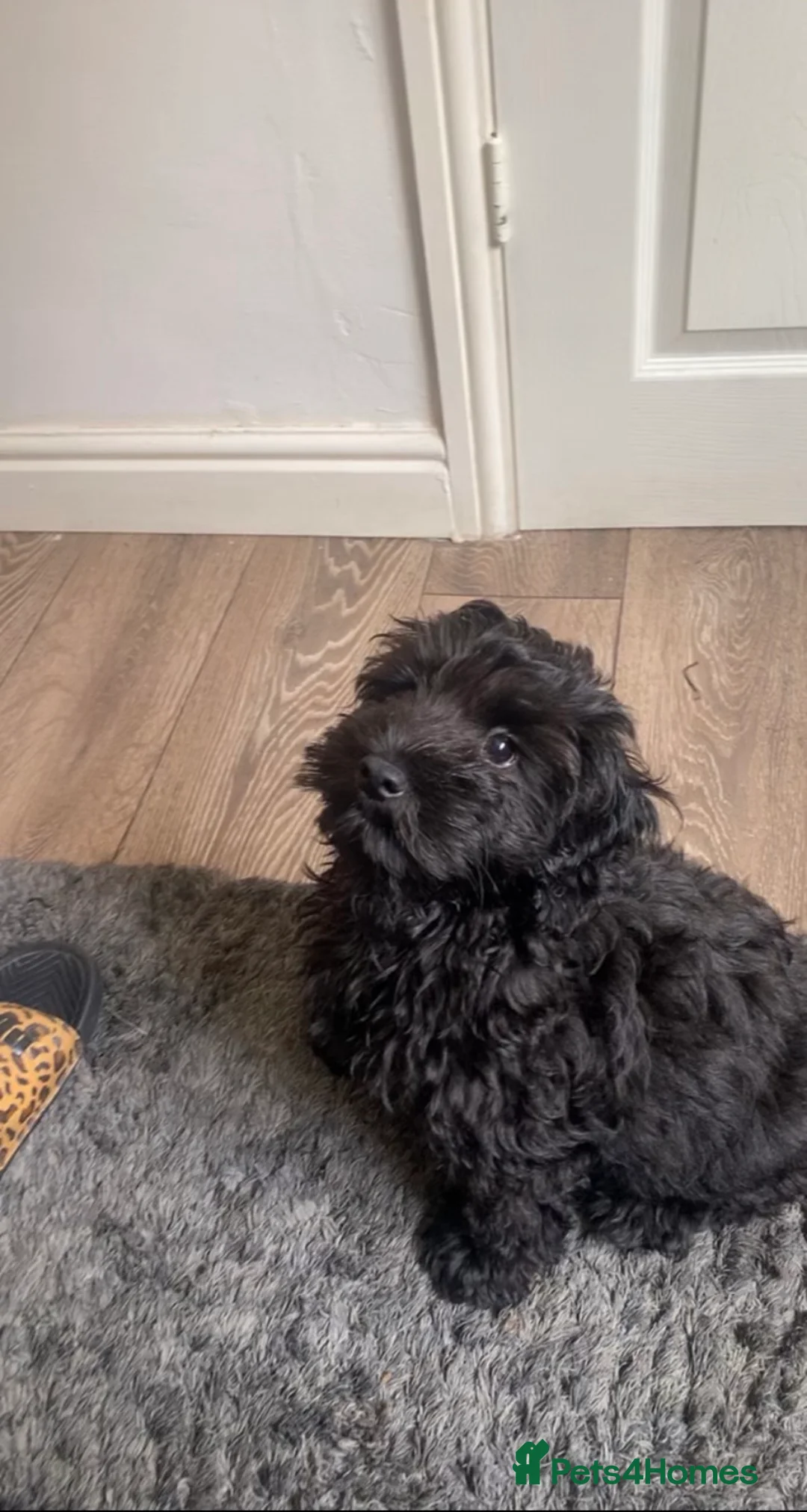 Mixed Breed dogs for stud: 3 year old F1 Cockapoo - STUD - Advert 1