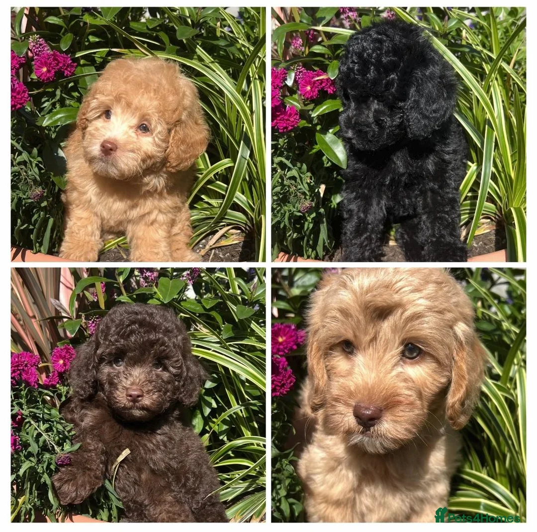 Labradoodle dogs for sale: READY NOW! Mini Labradoodles Health tested parents in Leicester - Advert 2
