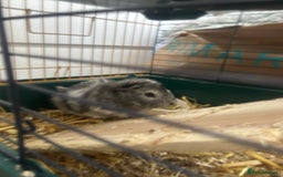 Guinea Pig rodents for sale: Lovely Paired male guinea pigs - Image 6