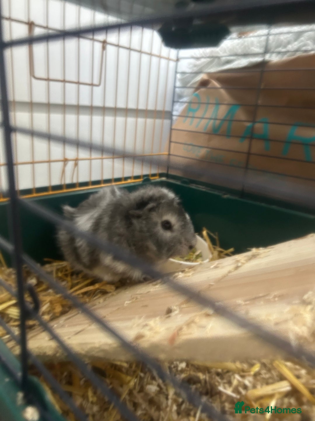 Guinea Pig rodents for sale: Lovely Paired male guinea pigs - Image 6