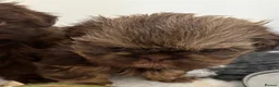 Shih Tzu dogs for sale: Beautiful imperial Shihzu puppies mix of colours  - Advert 9