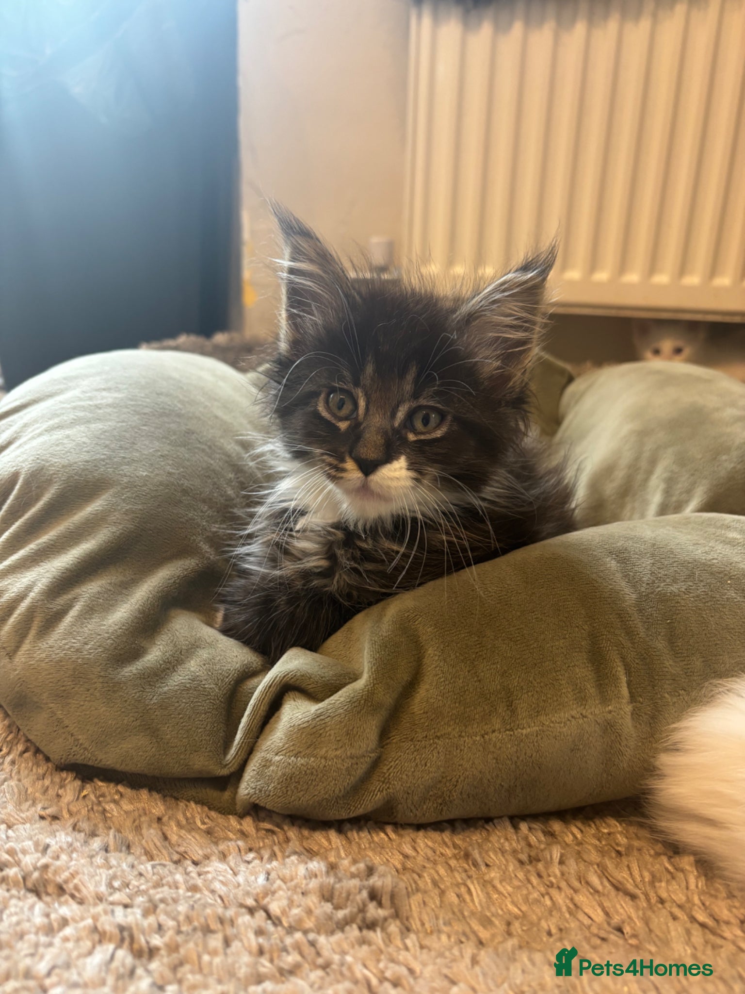 Maine Coon cats for sale: Maine coon kittens for sale. Some polydactyl.  in Trimdon Station - Advert 12