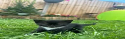 Mixed Breed cats for sale: 6 Beautiful Kittens - Advert 29