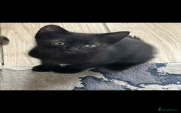 Mixed Breed cats for sale: Black male - Image 4