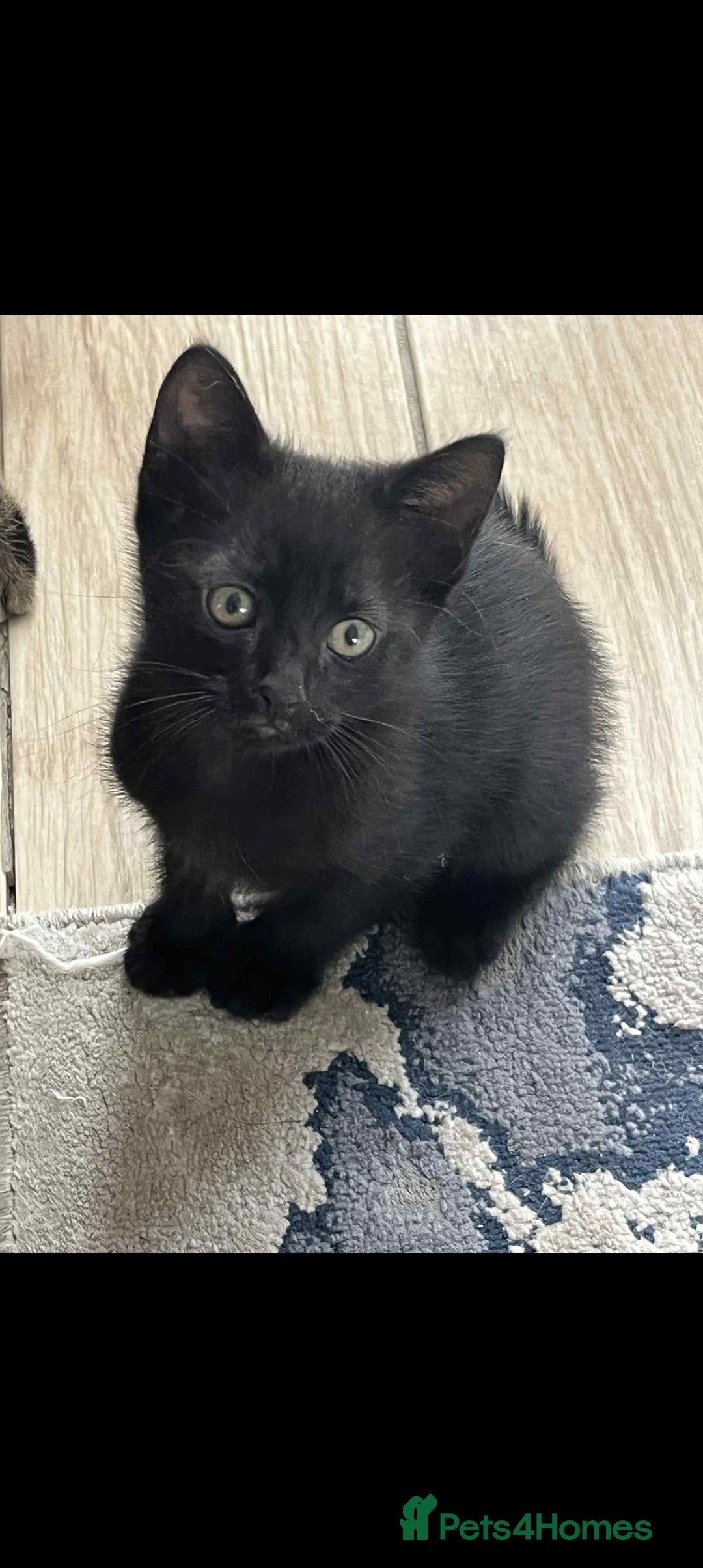 Mixed Breed cats for sale: Black male - Image 4