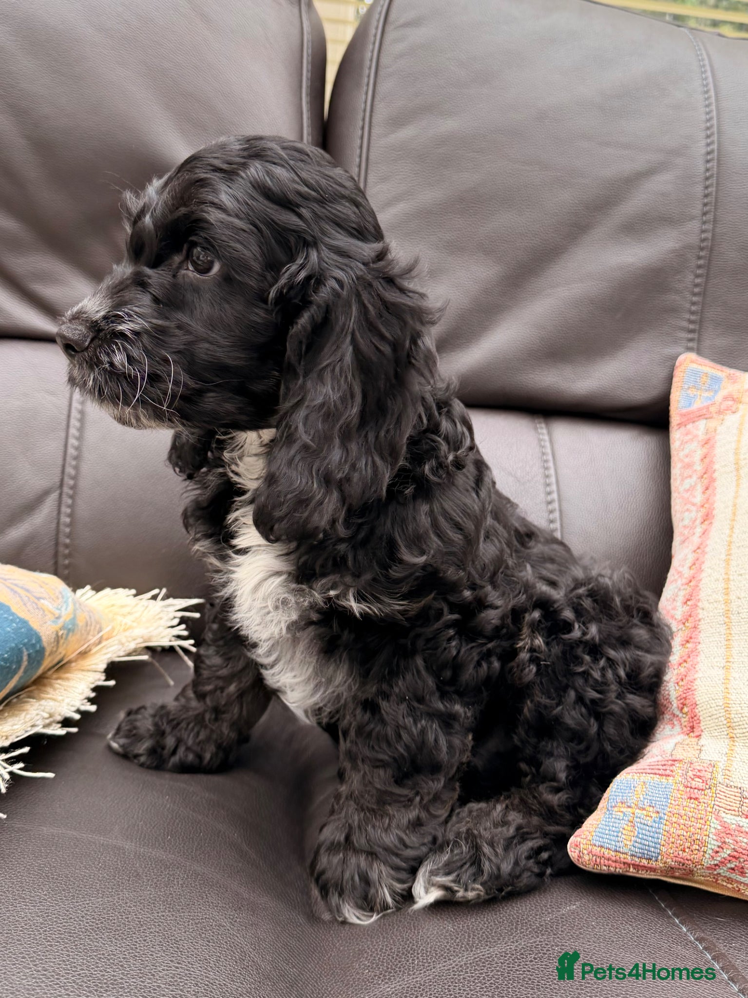 Cockapoo dogs F1 Cockapoo Puppies - Advert 2