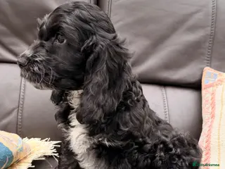 Cockapoo dogs F1 Cockapoo Puppies - Advert 2