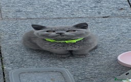 British Shorthair cats for sale: GCCF BSH Kittens pet homes only  - Image 23