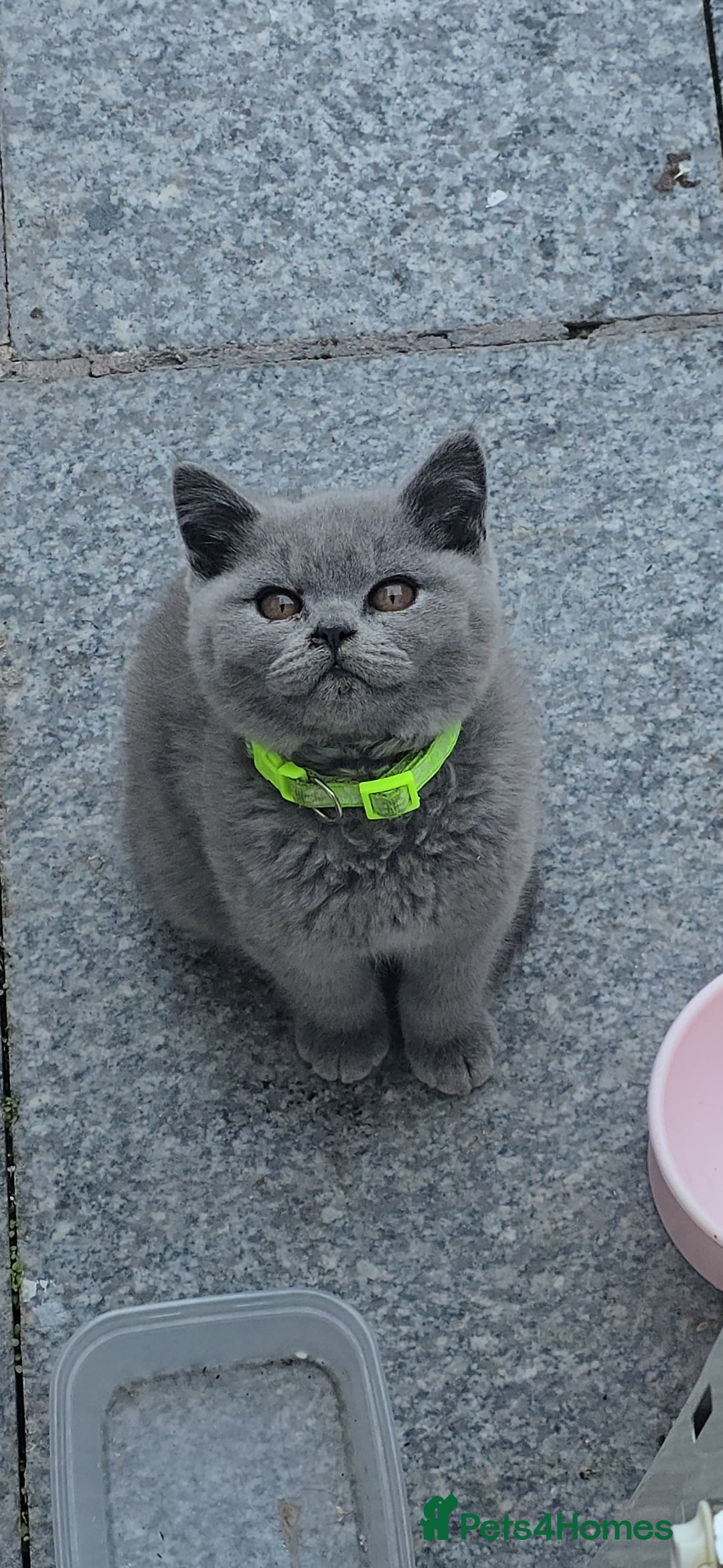 British Shorthair cats for sale: GCCF BSH Kittens pet homes only  - Image 23