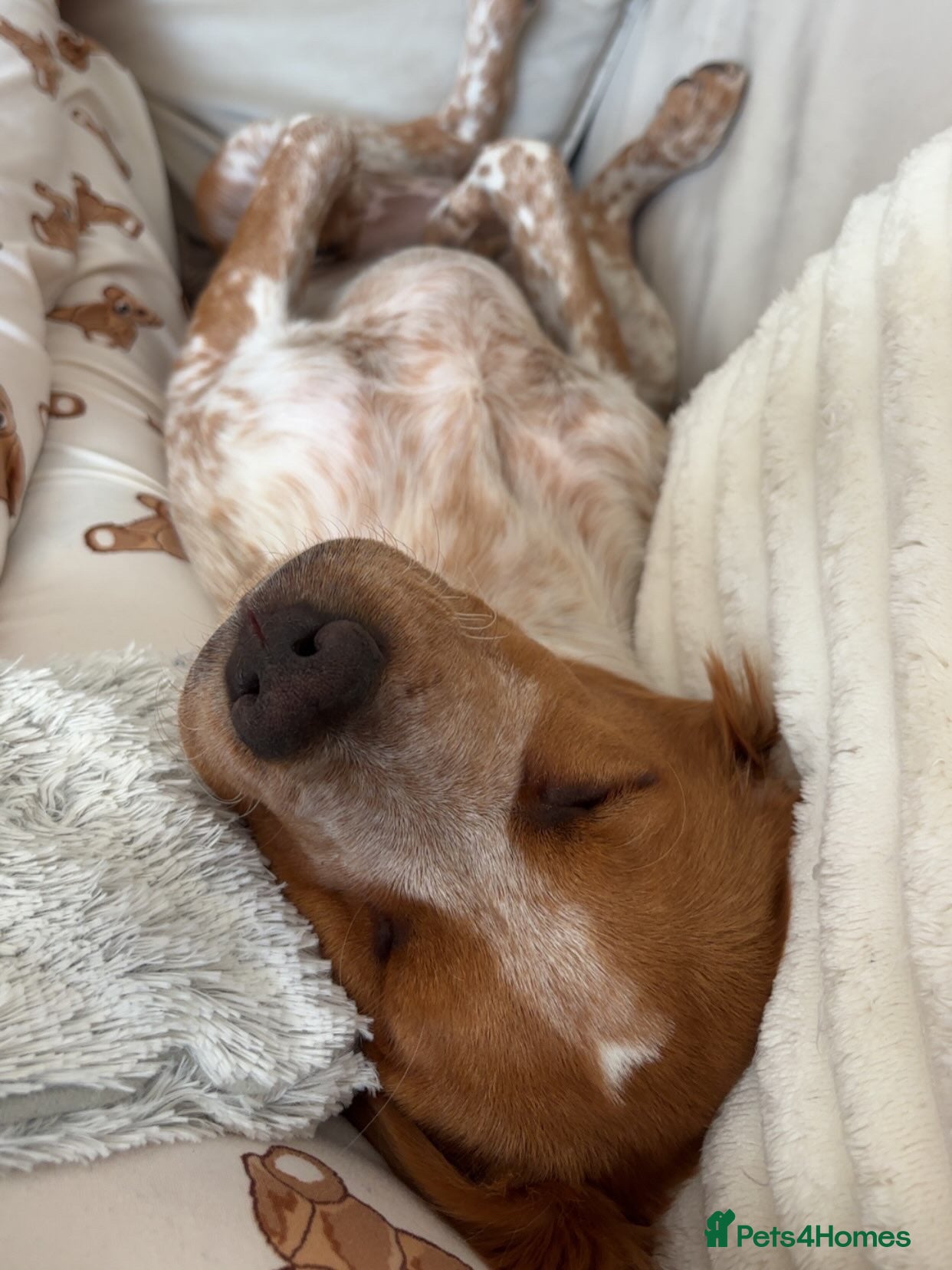 Brittany Spaniel dogs Puppy for rehoming :) - Advert 4