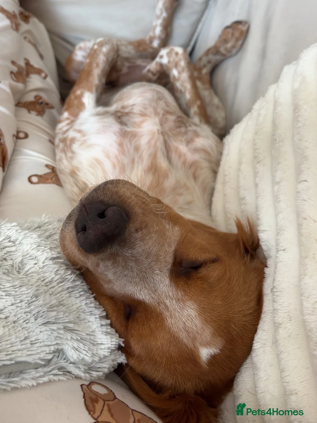 Brittany Spaniel dogs for sale: Puppy for rehoming :) - Advert 1