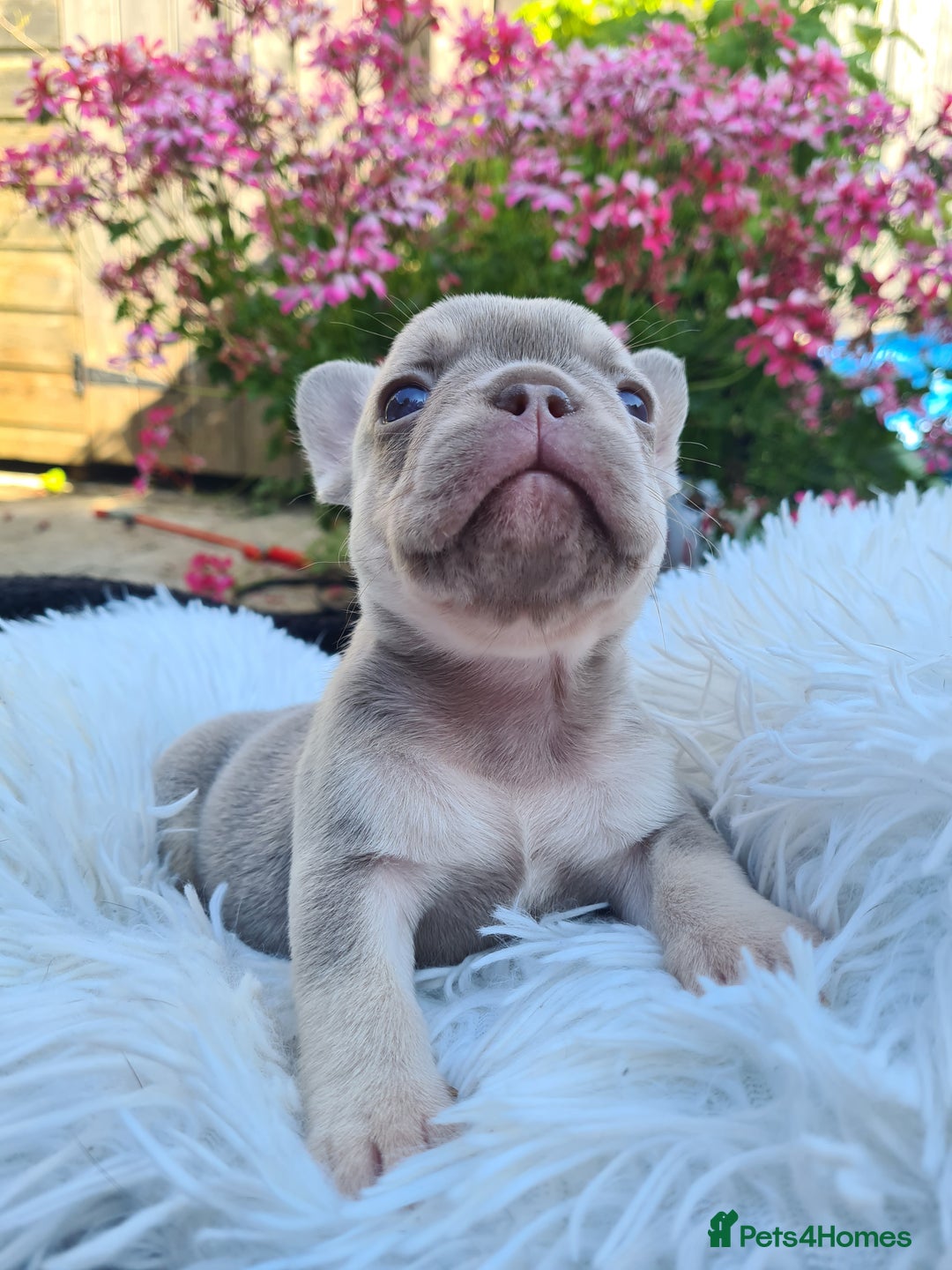 French Bulldog dogs for sale: Big Perm, fluffy and furnished frenchies  - Image 22