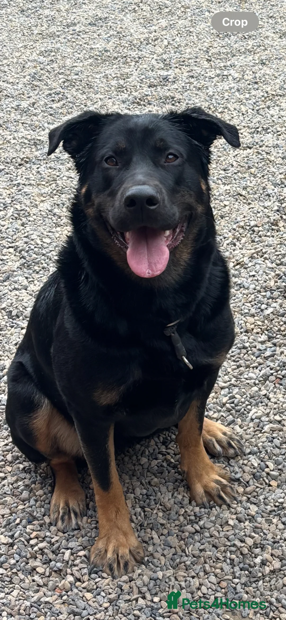 Rottweiler dogs for sale: Shepweiller puppies - Advert 19