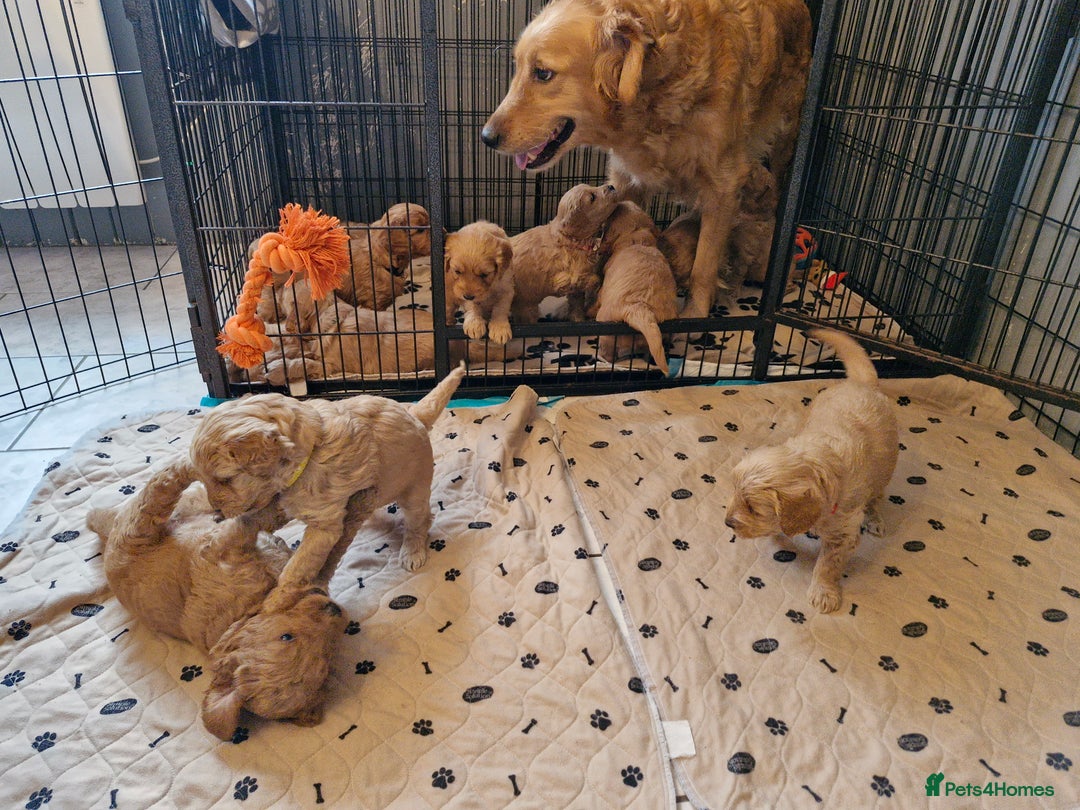 Mini Goldendoodle dogs for sale: F1 Miniature Goldendoodle for sale  - Image 4