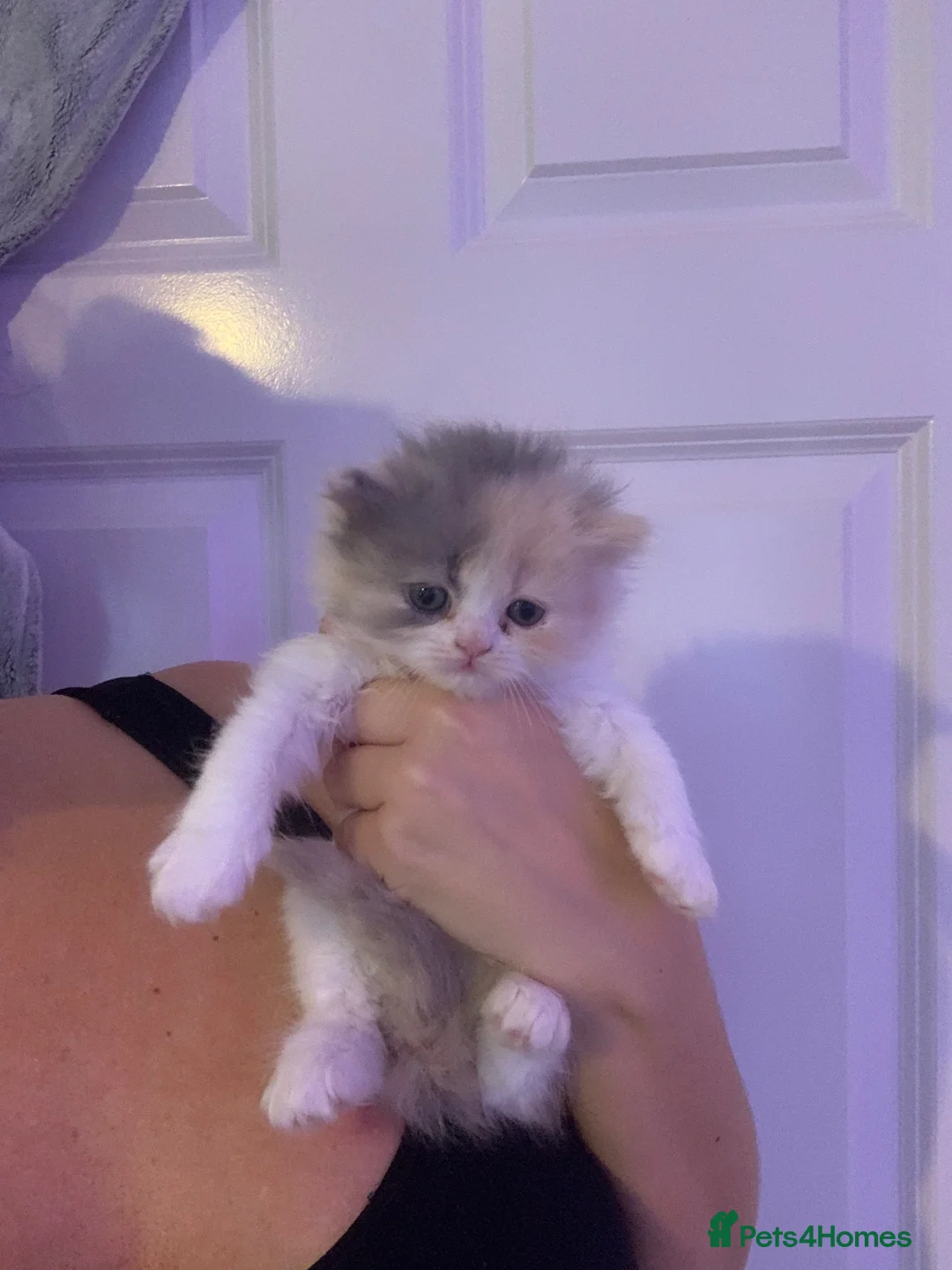 Persian cats for sale: Rainbow Persian kittens READY 14Th FEBRUARY  - Advert 3