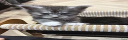 Maine Coon cats for sale: PUREBRED MAINE COON KITTENS! - Advert 10