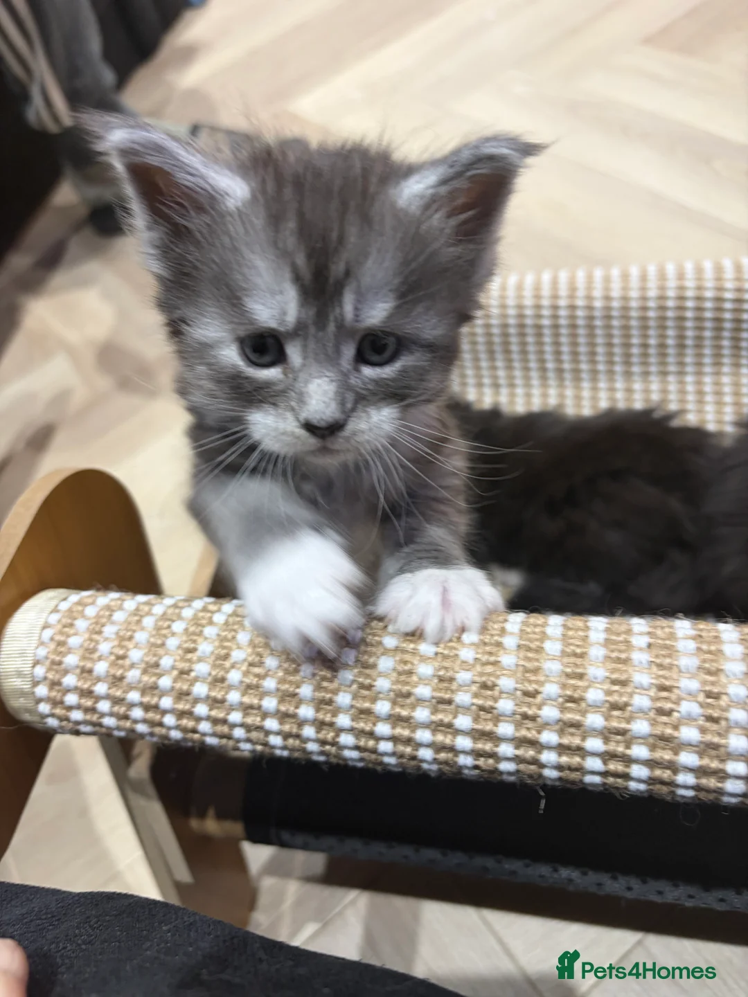 Maine Coon cats for sale: PUREBRED MAINE COON KITTENS! - Advert 10