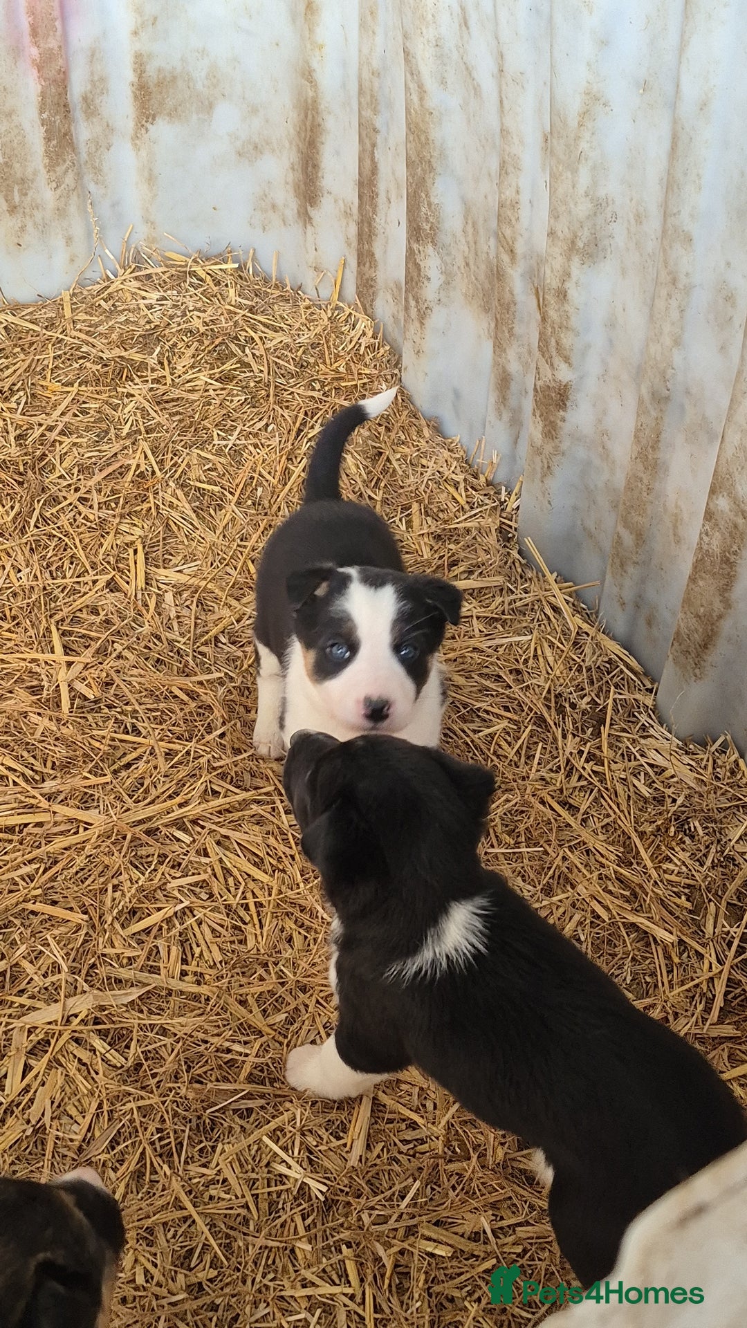 Border Collie dogs for sale: Border Collie Pups - Advert 12
