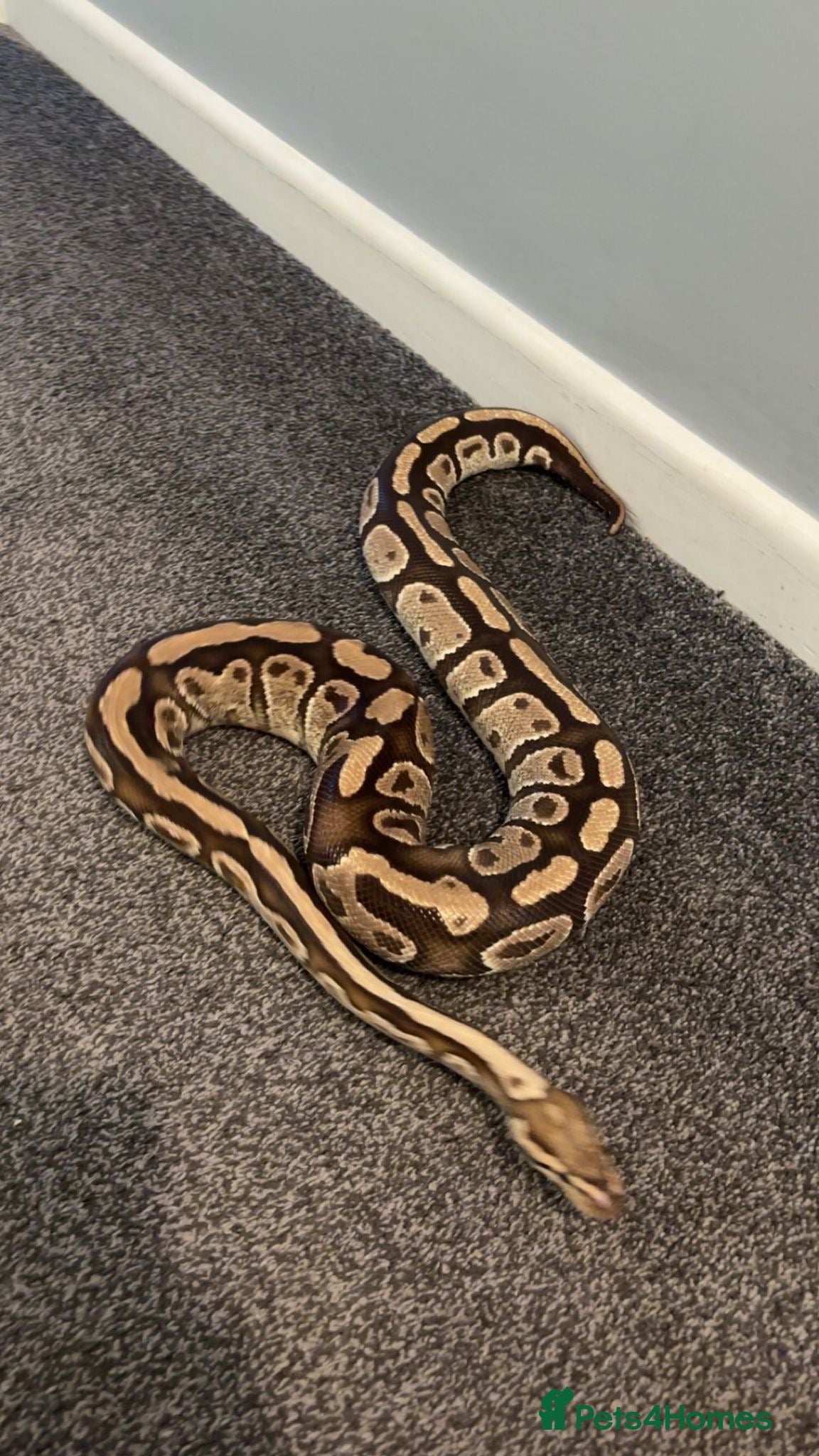 Python Snake reptiles Royal Python Pair +Full setups  - Advert 13