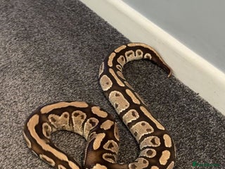 Python Snake reptiles for sale - Advert 1